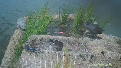 Turtle Island wildlife capture