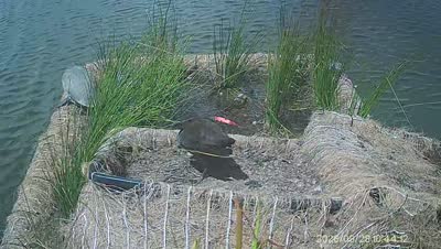 Turtle Island wildlife capture