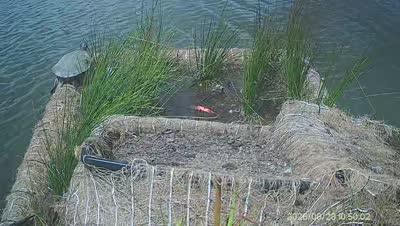Turtle Island wildlife capture