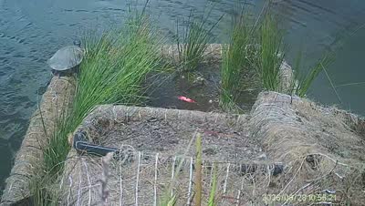 Turtle Island wildlife capture