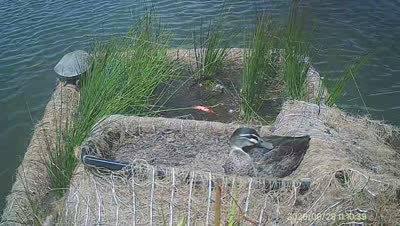 Turtle Island wildlife capture