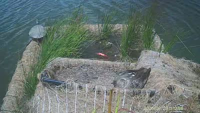 Turtle Island wildlife capture