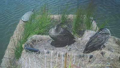 Turtle Island wildlife capture