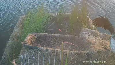 Turtle Island wildlife capture