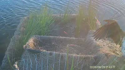 Turtle Island wildlife capture