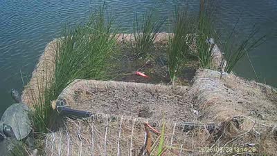 Turtle Island wildlife capture