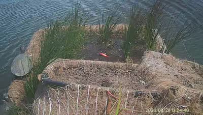 Turtle Island wildlife capture