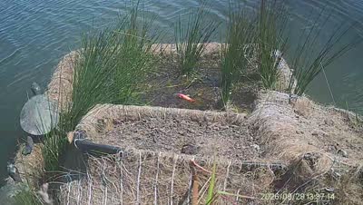 Turtle Island wildlife capture
