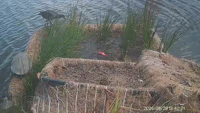 Turtle Island wildlife capture