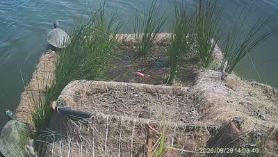 Turtle Island wildlife capture