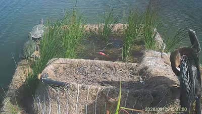 Turtle Island wildlife capture