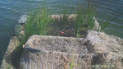 Turtle Island wildlife capture