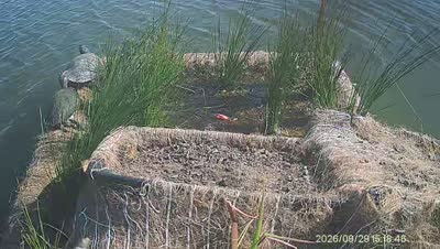 Turtle Island wildlife capture