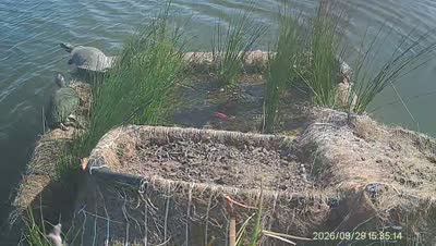 Turtle Island wildlife capture