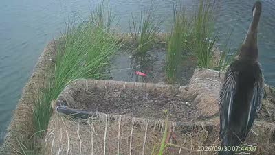 Turtle Island wildlife capture