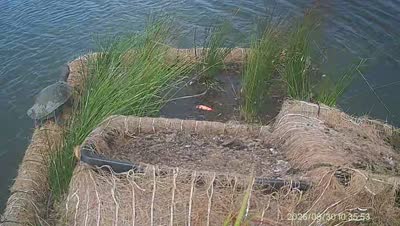 Turtle Island wildlife capture