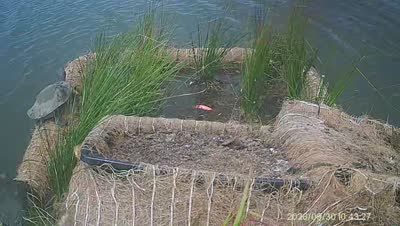 Turtle Island wildlife capture