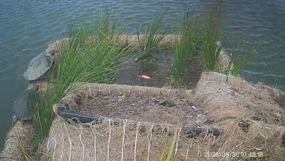 Turtle Island wildlife capture