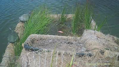 Turtle Island wildlife capture