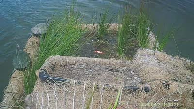 Turtle Island wildlife capture