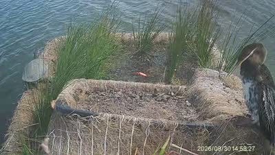 Turtle Island wildlife capture