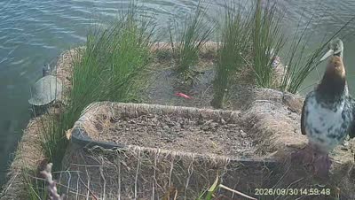 Turtle Island wildlife capture