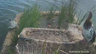 Turtle Island wildlife capture