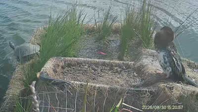 Turtle Island wildlife capture