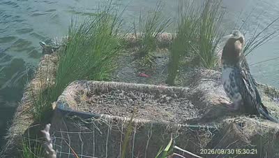 Turtle Island wildlife capture