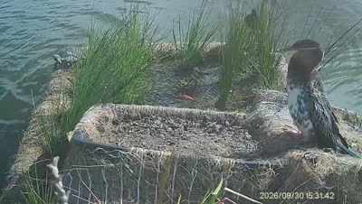 Turtle Island wildlife capture