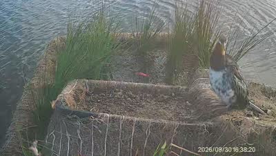 Turtle Island wildlife capture