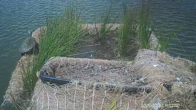 Turtle Island wildlife capture