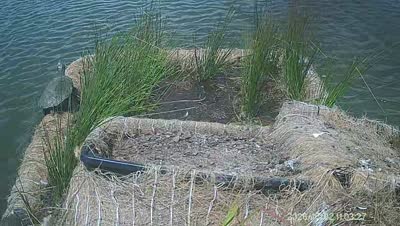 Turtle Island wildlife capture