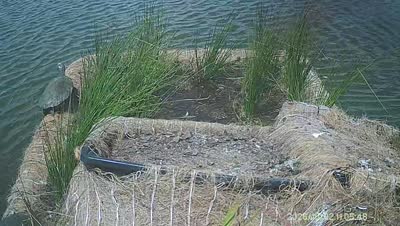 Turtle Island wildlife capture