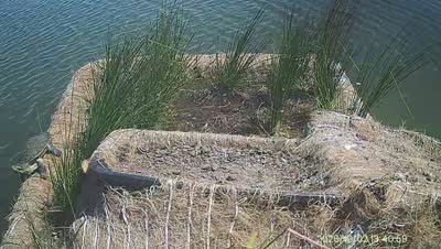 Turtle Island wildlife capture