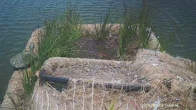 Turtle Island wildlife capture