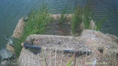Turtle Island wildlife capture