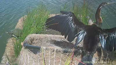 Turtle Island wildlife capture