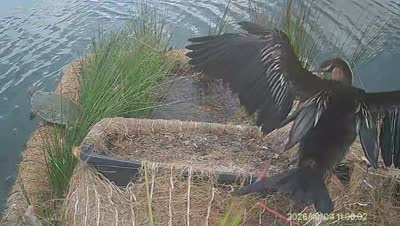 Turtle Island wildlife capture