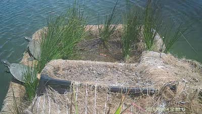 Turtle Island wildlife capture