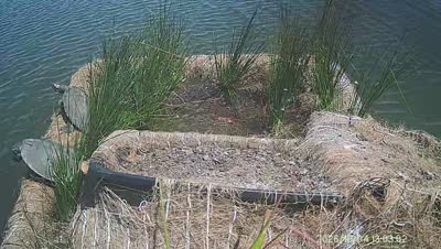 Turtle Island wildlife capture