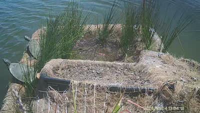 Turtle Island wildlife capture