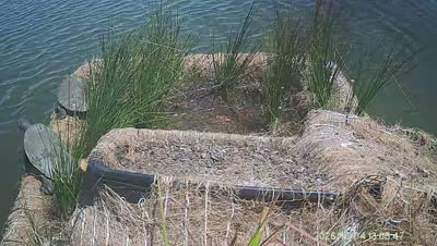 Turtle Island wildlife capture