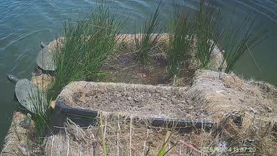 Turtle Island wildlife capture