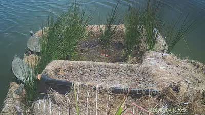 Turtle Island wildlife capture