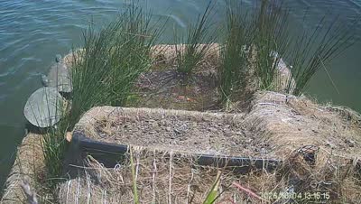 Turtle Island wildlife capture