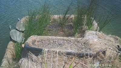 Turtle Island wildlife capture