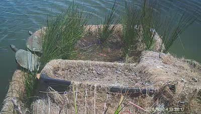 Turtle Island wildlife capture