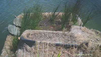 Turtle Island wildlife capture