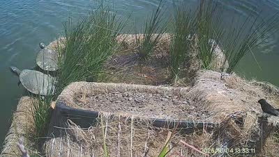 Turtle Island wildlife capture